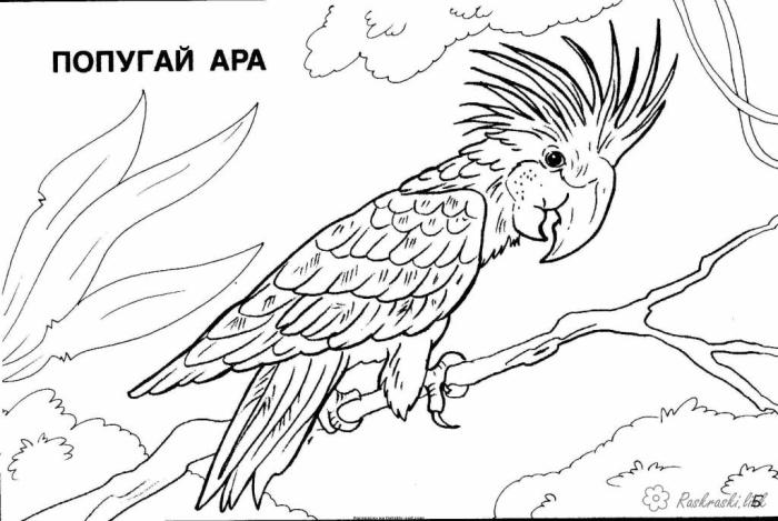 Animal coloring pages of north america