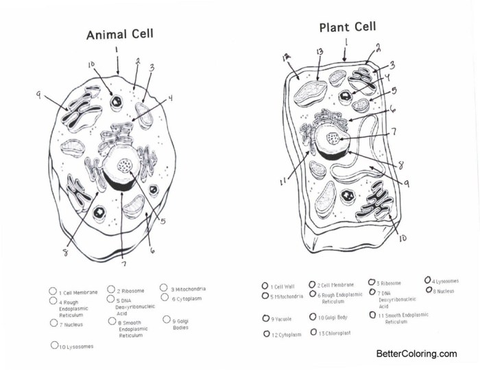 Animal Cell and Plant Cell Coloring Sheet