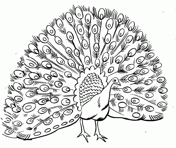 Animal coloring pages peacock