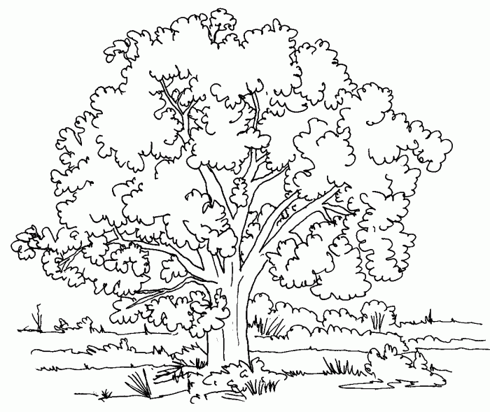 Animals in tree coloring pages