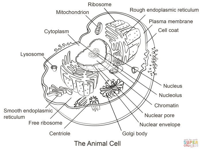 Biology corner animal cell coloring