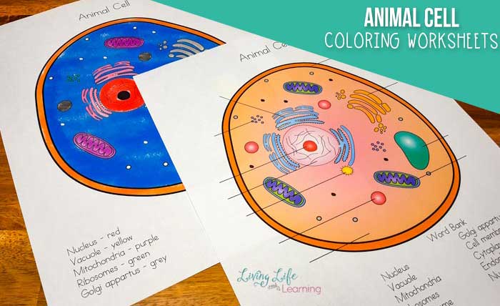 Animal cell coloring worksheets