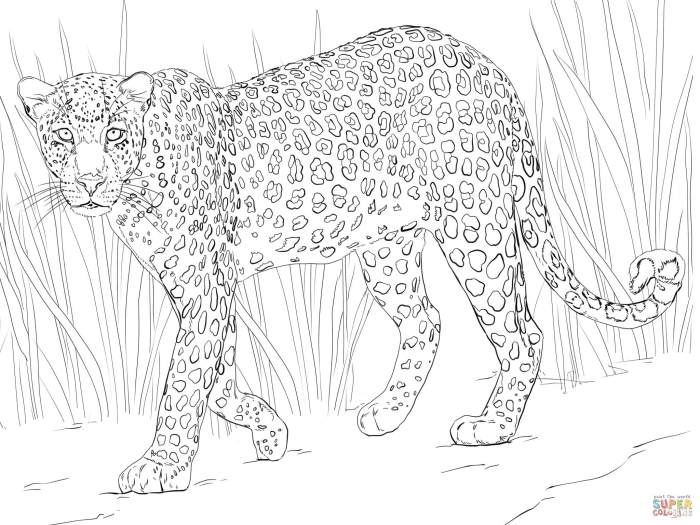 Animals of africa coloring pages