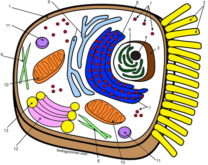 Animal Cell Coloring Packet Answers A Comprehensive Guide