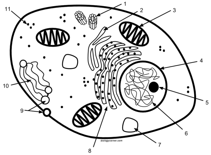 Animal Cell Coloring BiologyCorner.com