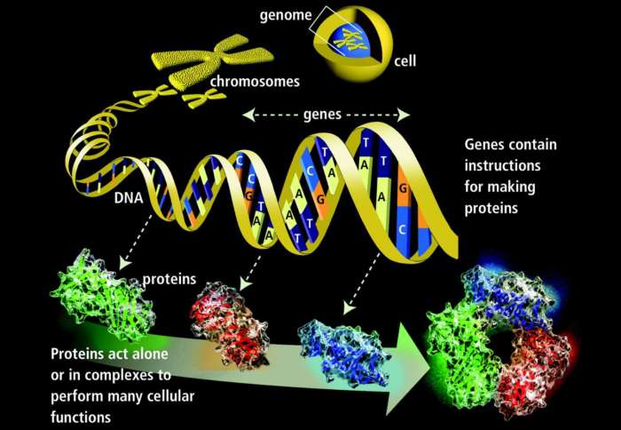 Animal body plans homebox genes coloring