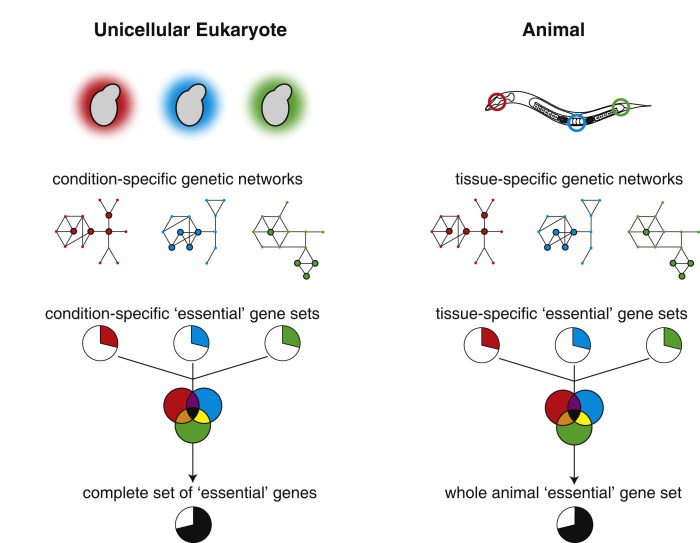 Animal Body Plans Homeobox Genes & Coloring