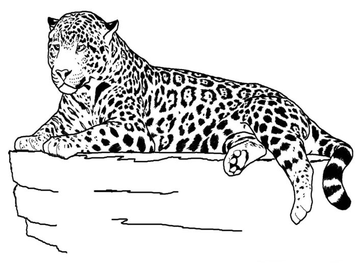 Animal coloring pages a to z