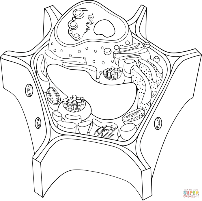 Animal and Plant Cells Coloring Worksheet