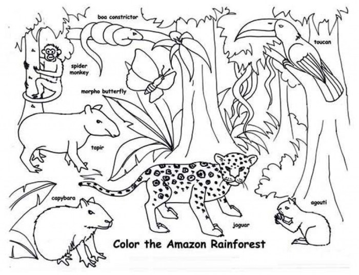 Animals of the rainforest coloring page